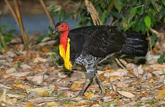 Australian Brushturkey